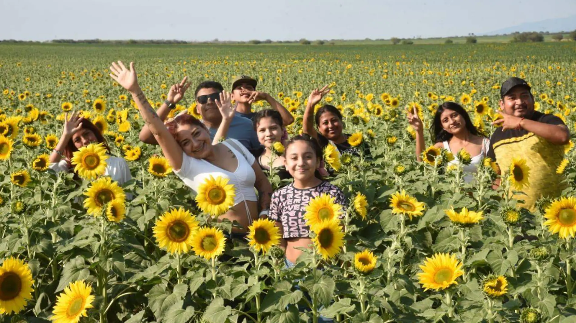 Este es el tercer año que se siembran girasoles en este campo de González, Tamaulipas